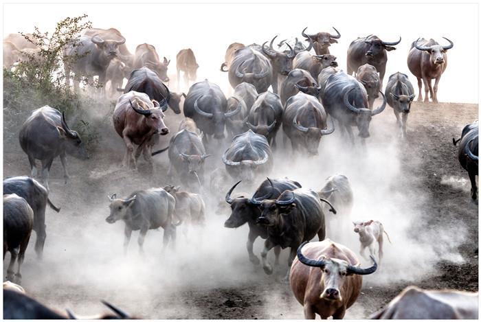 Bilde Canvas Okser 50X70Cm