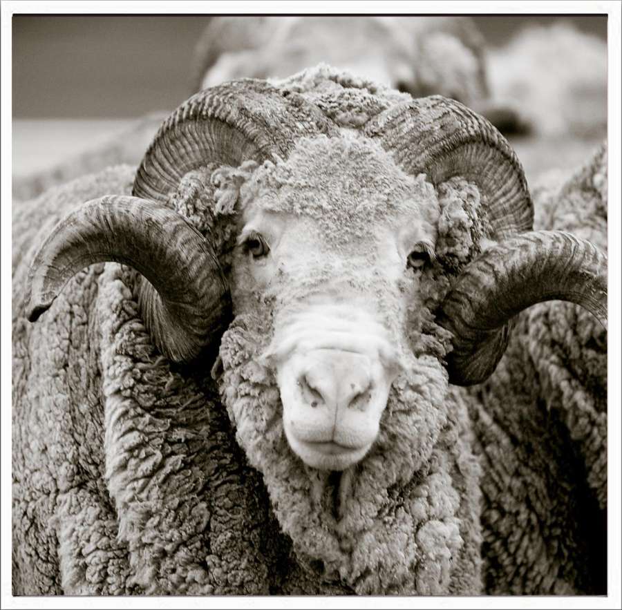 Bilde Canvas M/Ram. Sau 50X50Cm