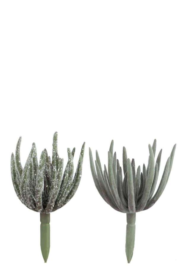 SUCCULENT ECHEVERIA PLASTIC GREEN M ASSORTMENT OF 2