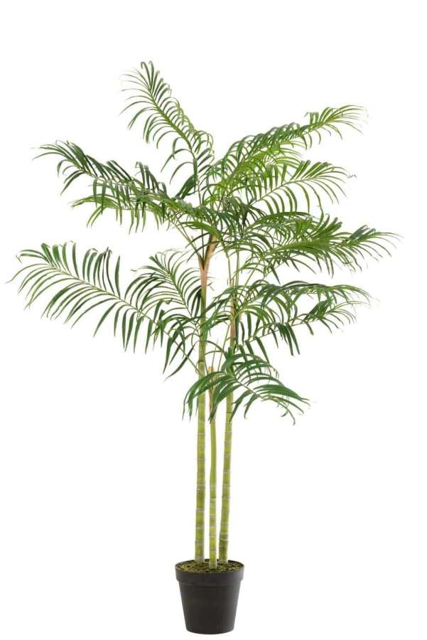 BAMBOO PALM IN POT PLASTIC GREEN/BLACK SMALL