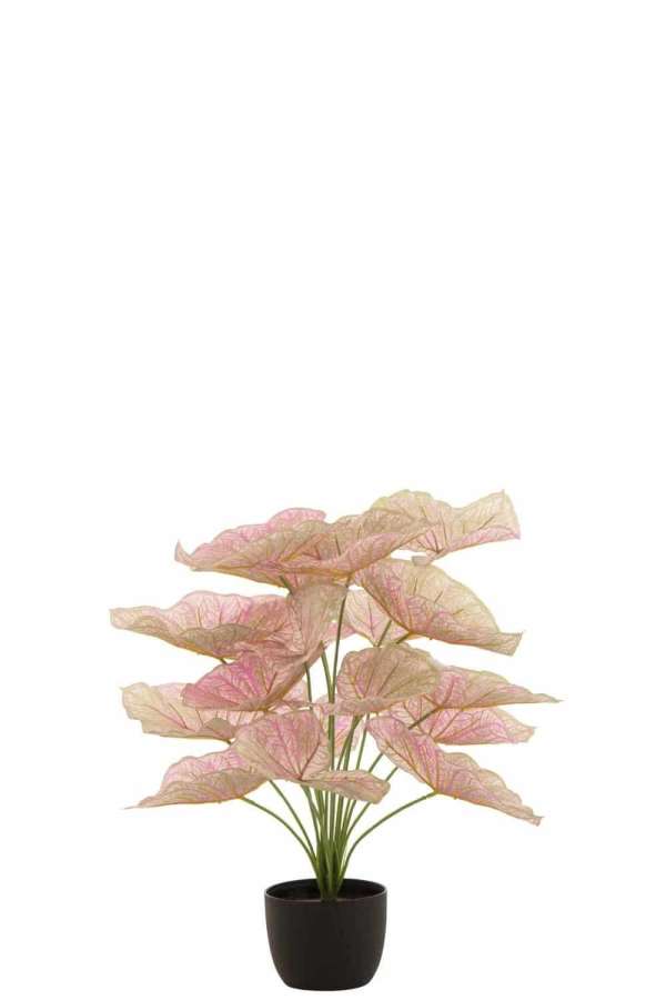 CALADIUM POT PLASTIC LIGHT PINK/GREEN