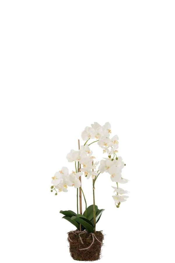 ORCHID IN SOIL PLASTIC WHITE/GREEN LARGE