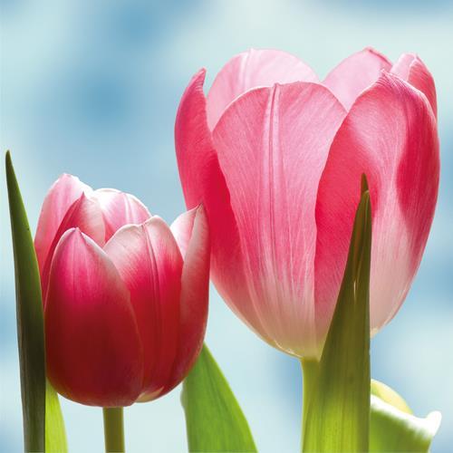 Serviett lunch 33x33cm