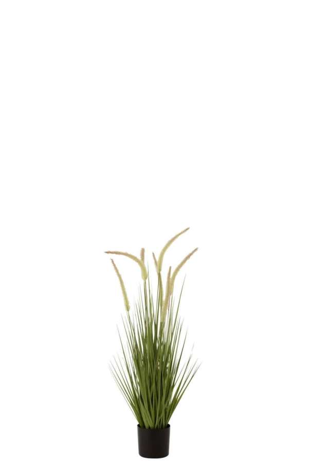GRASSES+GRAMINEAE IN POT PLASTIC GREEN SMALL
