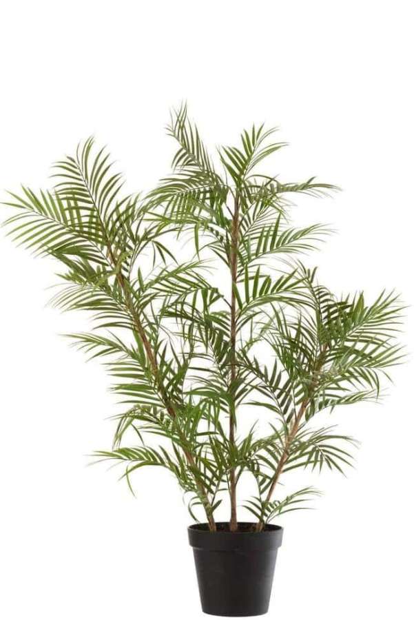 CHAMAEDOREA IN POT PLASTIC GREEN/BLACK LARGE