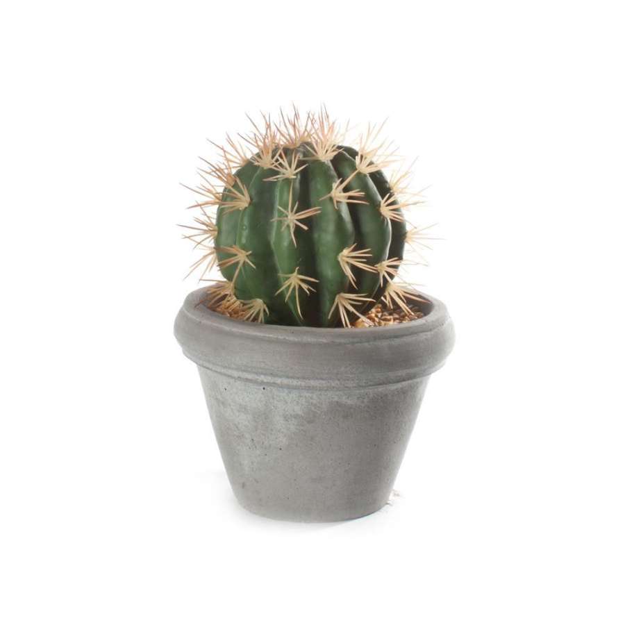 Kaktus M/Potte Sement Rund/liten  14X20Cm