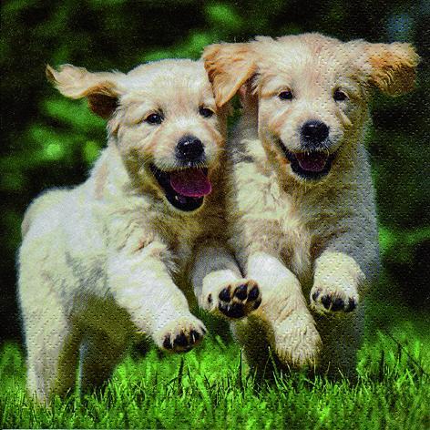 Serviett lunch 33x33cm