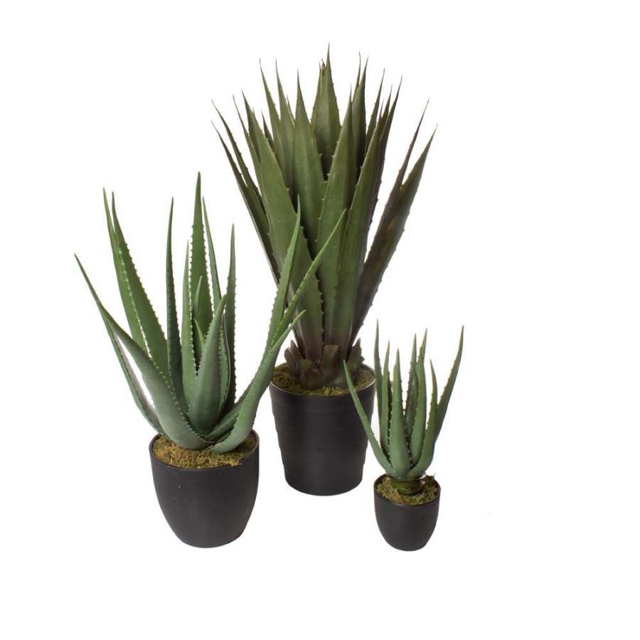 Plante Aloe Vera 70X37X19Cm