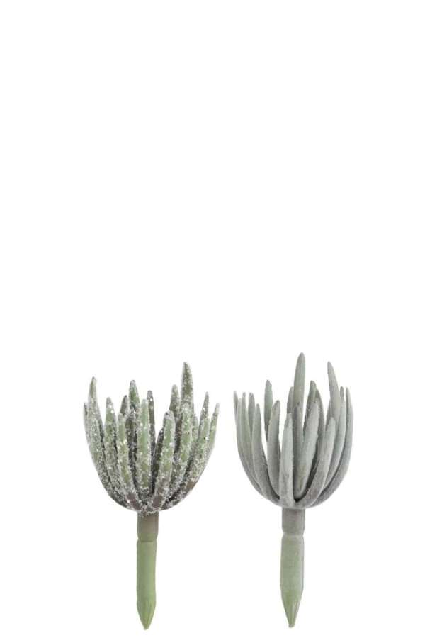 SUCCULENT ECHEVERIA PLASTIC GREEN S ASSORTMENT OF 2