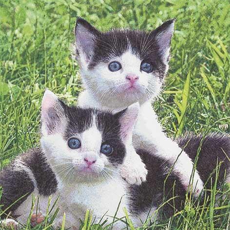 Serviett lunch 33x33cm