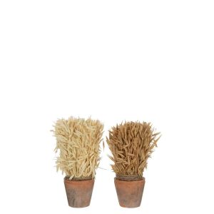 HARVEST IN TERRACOTTA POT NATURAL ASSORTMENT OF 2