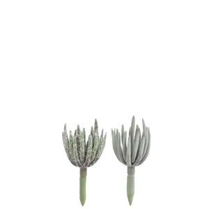 SUCCULENT ECHEVERIA PLASTIC GREEN S ASSORTMENT OF 2
