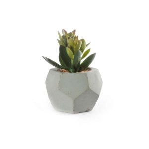 Sukkulent M/Potte Sement/Grønn 9X12Cm