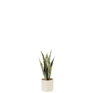 PLANT SANSEVIERIA IN POT PVC GREEN SMALL
