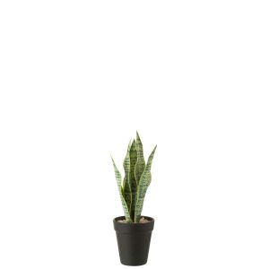 DRACAENA TRIFASCIATA IN POT ARTIFICIAL GREEN SMALL