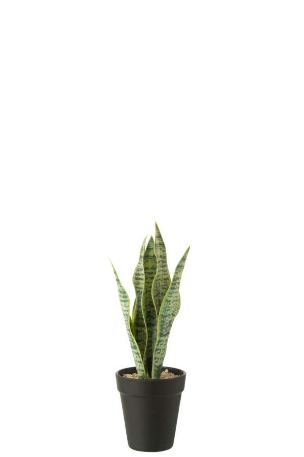 DRACAENA TRIFASCIATA IN POT ARTIFICIAL GREEN SMALL