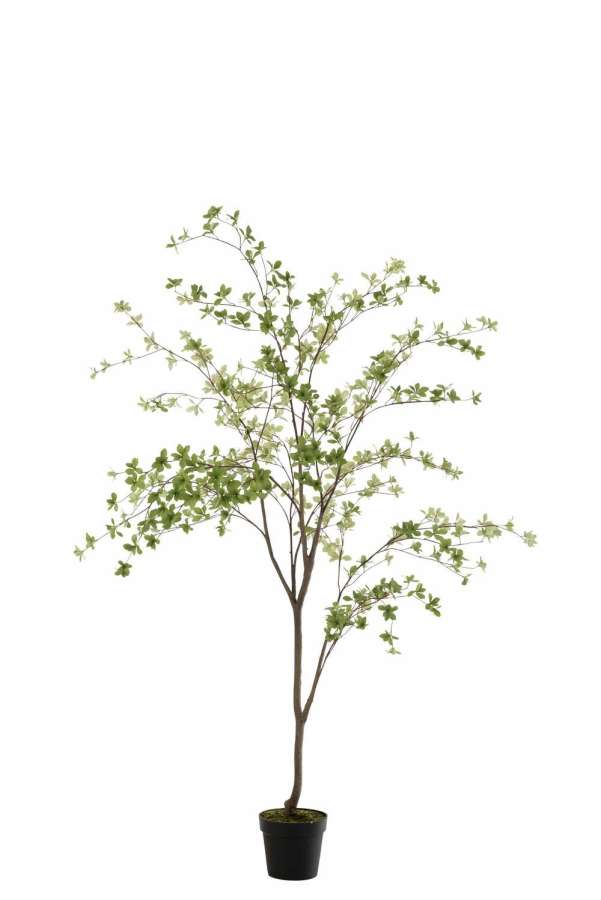 PLANT FINE LEAVES PLASTIC GREEN/BLACK