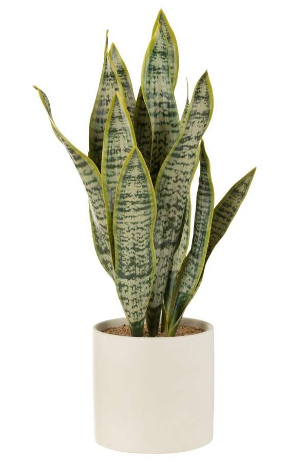 PLANT SANSEVIERIA IN POT PVC GREEN EXTRA LARGE