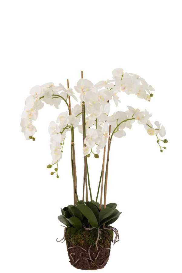 ORCHID IN SOIL PLASTIC WHITE/GREEN EXTRA LARGE