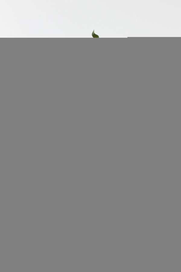 LEMON BRANCH TEXTILE DARK GREEN/YELLOW