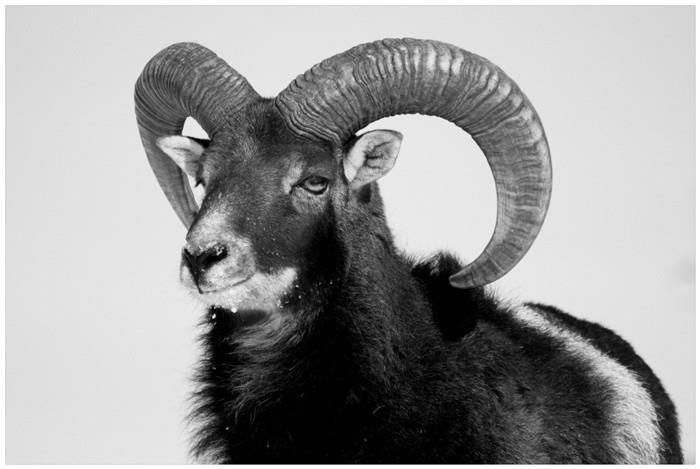 Bilde Canvas Geit 50X70Cm