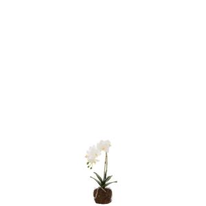 ORCHID IN SOIL PLASTIC WHITE/GREEN SMALL