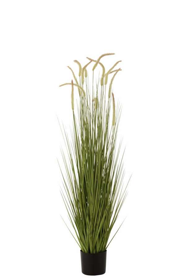 GRASSES+GRAMINEAE IN POT PLASTIC GREEN LARGE