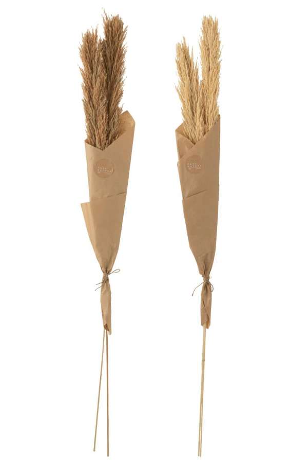 BRANCH FEATHER PAMPAS NATURAL ASSORTMENT OF 2