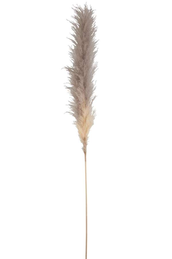 BRANCH PLUME PAMPAS GRASS DRIED NATURAL LARGE