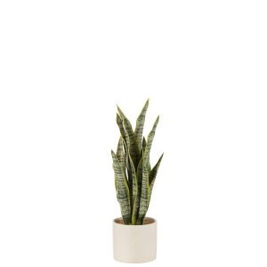 PLANT SANSEVIERIA IN POT PVC GREEN MEDIUM