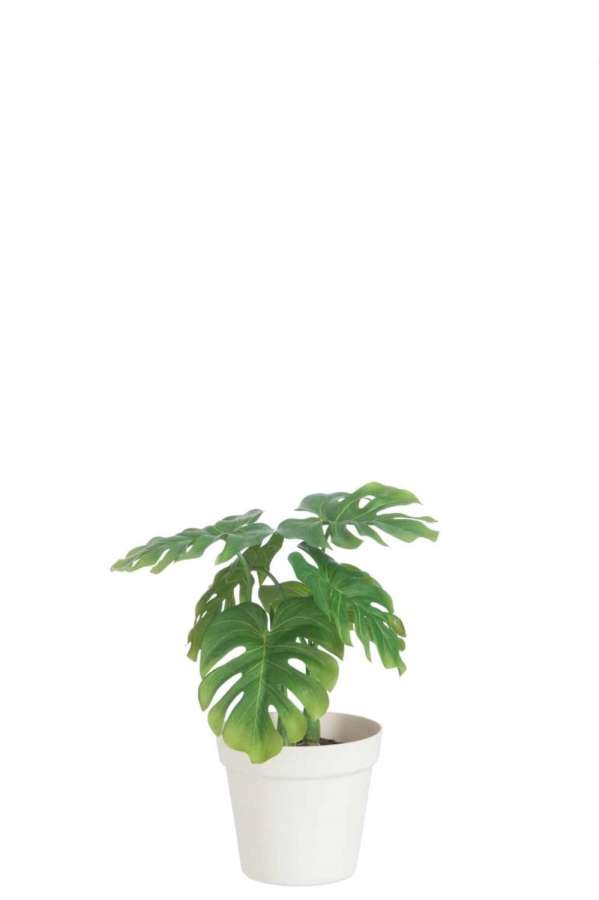 LEAF PHILO IN POT PLASTIC GREEN/WHITE MEDIUM