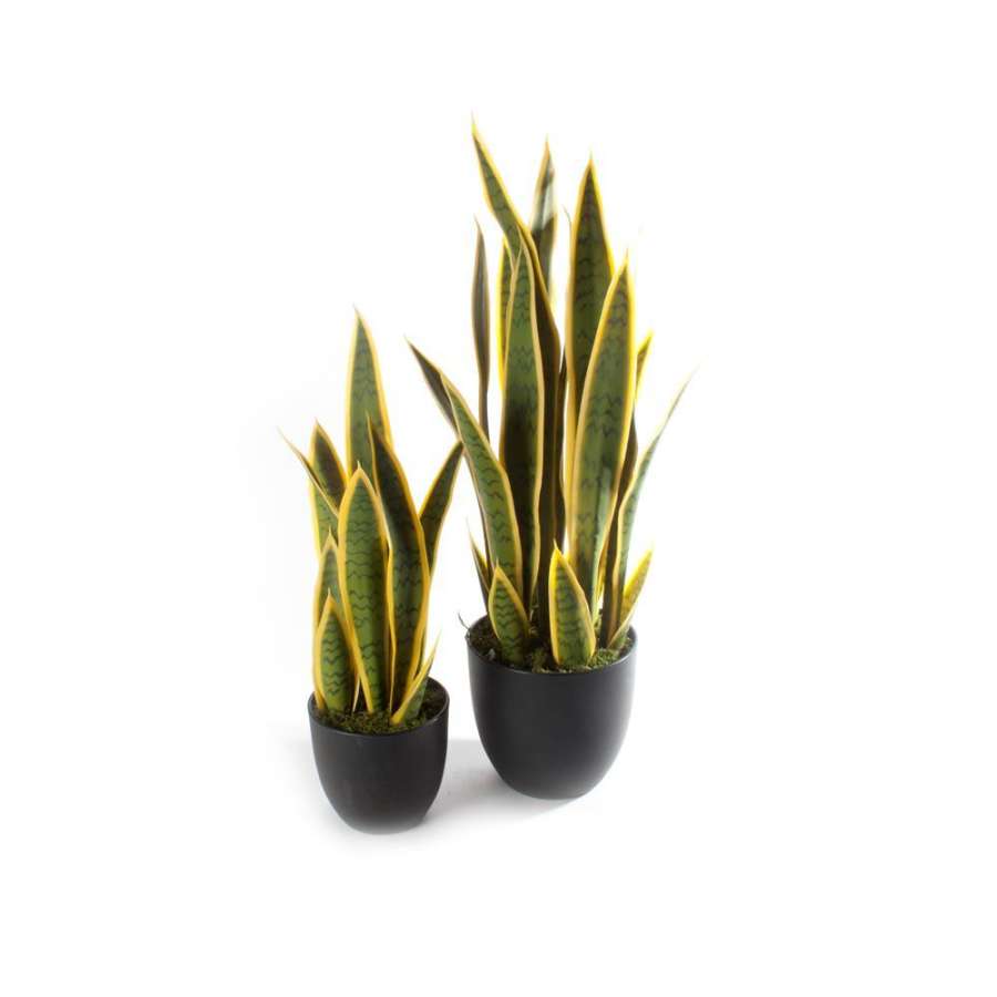 Plante Svigermors Tunge 80X38X19Cm