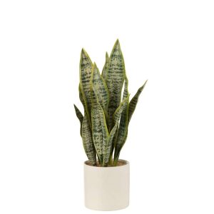 PLANT SANSEVIERIA IN POT PVC GREEN LARGE