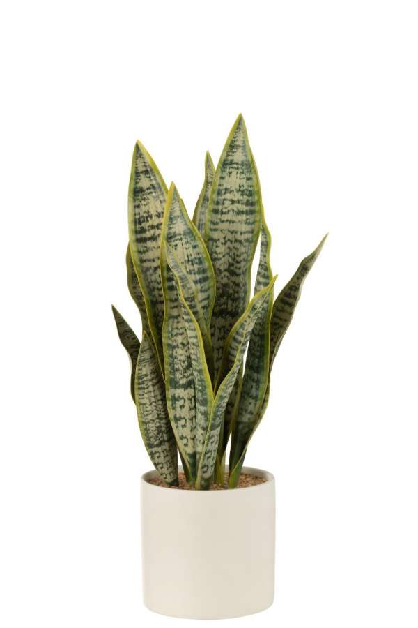 PLANT SANSEVIERIA IN POT PVC GREEN LARGE