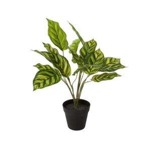 Plante 60X27X27Cm