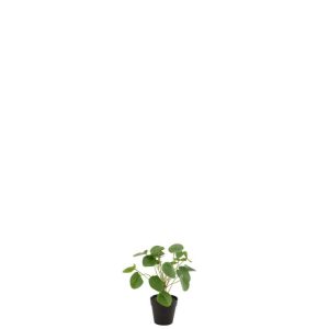 PIILEA PEPEROMIOIDES IN POT PLASTIC GREEN