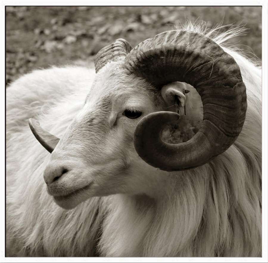 Bilde Canvas M/Ram. Geit 50X50Cm