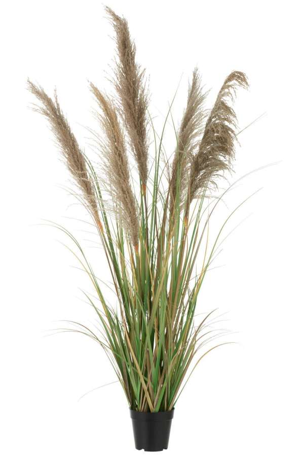 PAMPAS GRASS 5 HEADS IN POT PVC GREEN/BEIGE SMALL