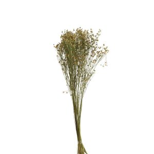 BUNDLE FLAX FLOWER DRIED FLAX YELLOW