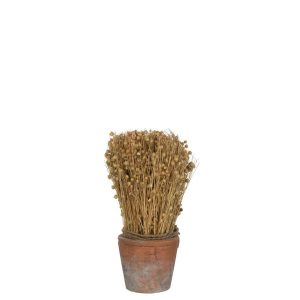 DRIED FLAX IN TERRACOTTA POT LIGHT NATURAL