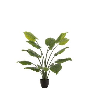 TARO WILD IN POT PLASTIC GREEN