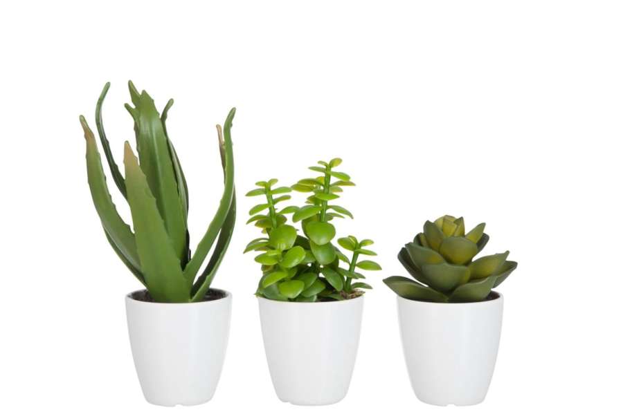 CRASSULA/ALOE VERA/LOTUS+POT GREEN SMALL ASSORTMENT OF 3