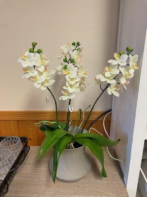 Plante Orkide Blomst Gul 11X52Cm