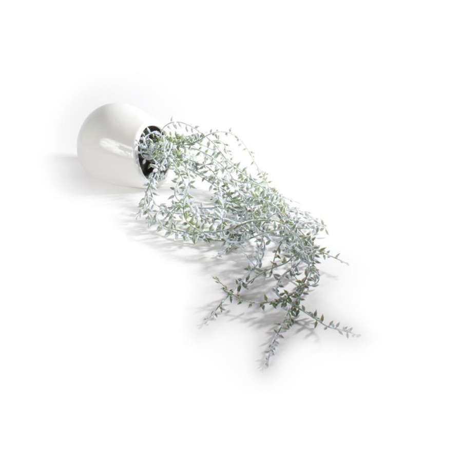 Plante Bønneplante M/Veggpotte 19X76Cm