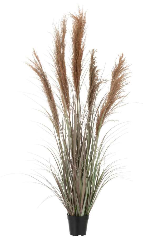PAMPAS GRASS 5 HEADS IN POT PVC GREEN/ORANGE SMALL