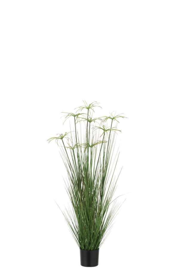 CYPERUS ALTERNIFOLIUS 8 HEADS IN POT PVC GREEN MEDIUM