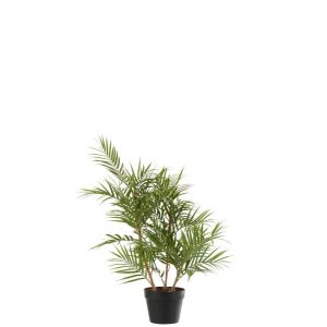 CHAMAEDOREA IN POT PLASTIC GREEN/BLACK SMALL