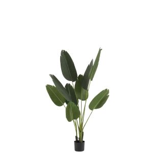 STRELITZIA PLASTIC GREEN SMALL