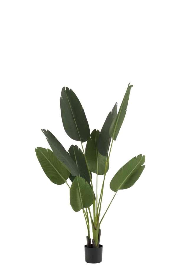 STRELITZIA PLASTIC GREEN SMALL