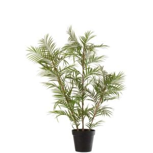 CHAMAEDOREA IN POT PLASTIC GREEN/BLACK LARGE